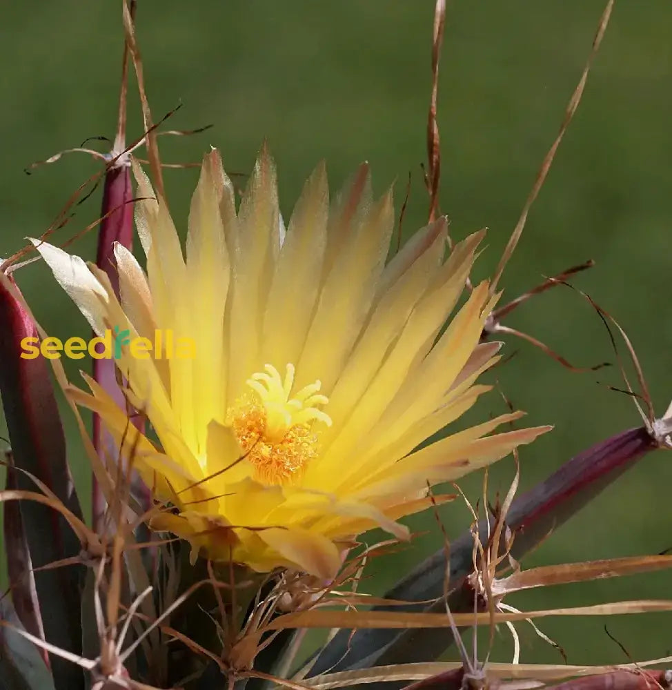 Yellow Leuchtenbergia Plant Planting Seeds