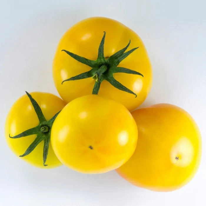 Yellow and light green tomato seeds for planting