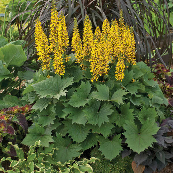 Yellow Ligularia Plant Seeds for Hardy Garden Planting