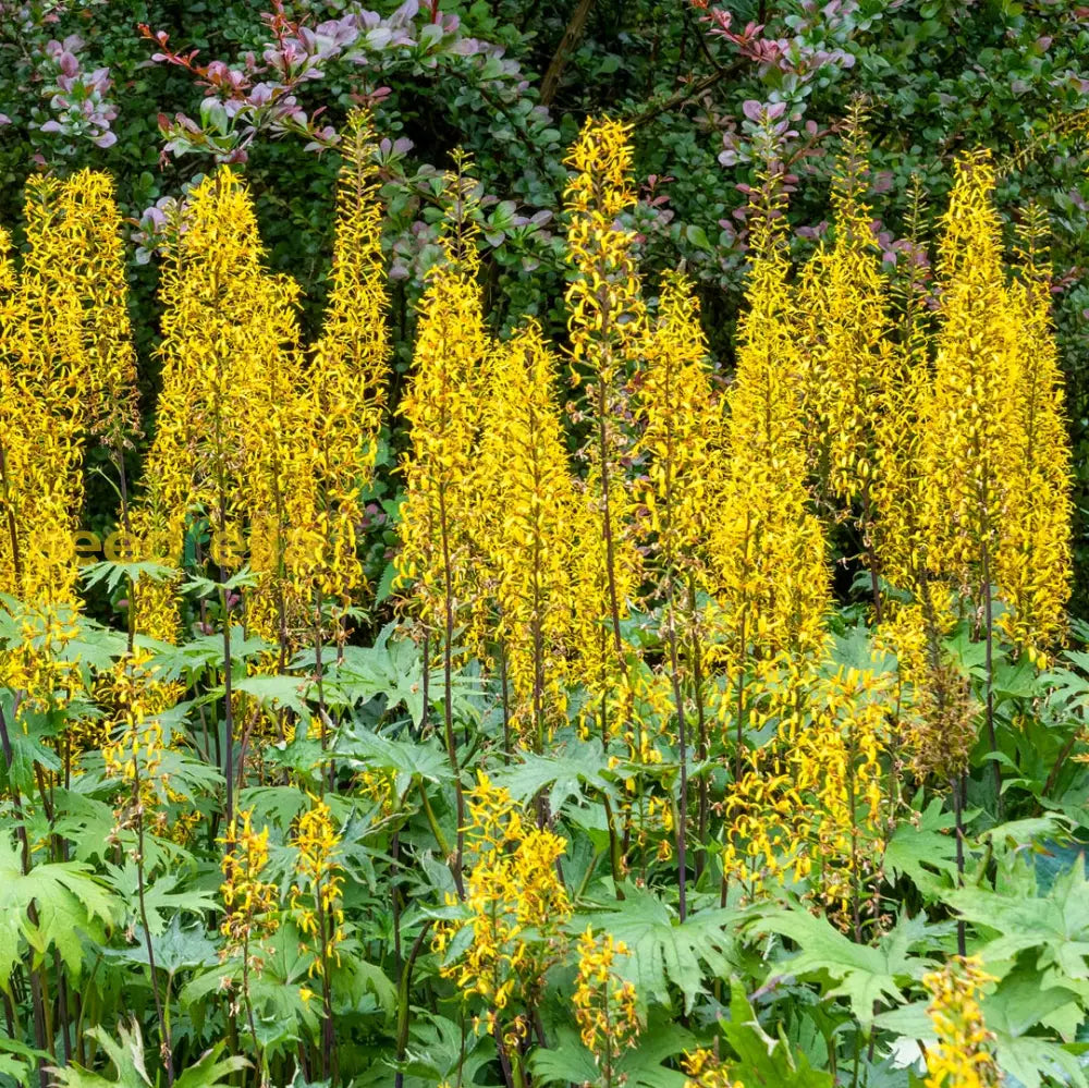 Yellow Ligularia Plant Seeds Planting Guide