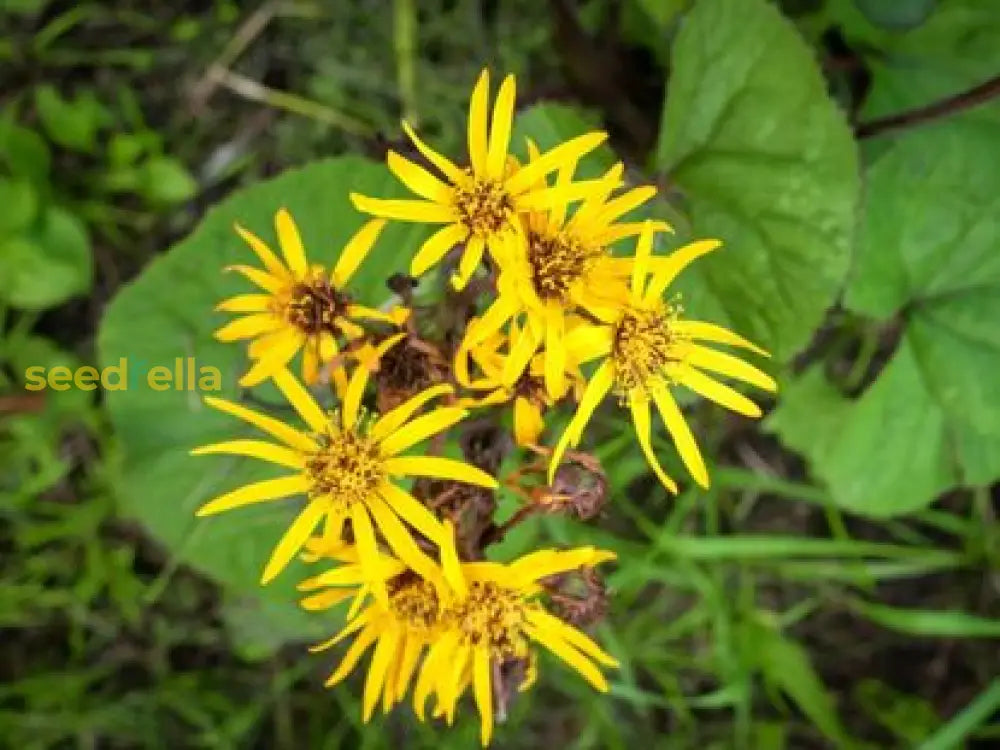 Yellow Ligularia Plant Seeds Planting Guide