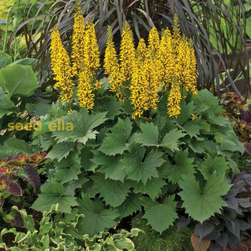 Yellow Ligularia Plant Seeds Planting Hardy