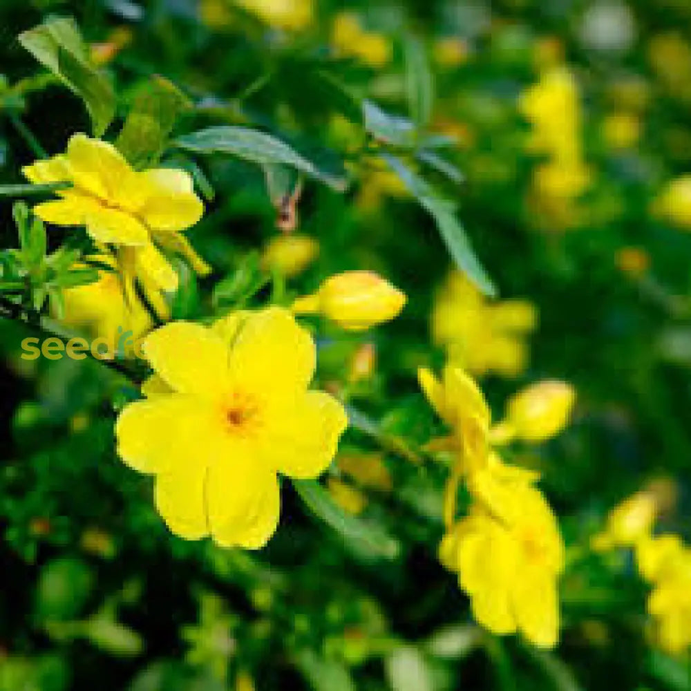 Yellow Linum Flavum Flower Planting Seeds