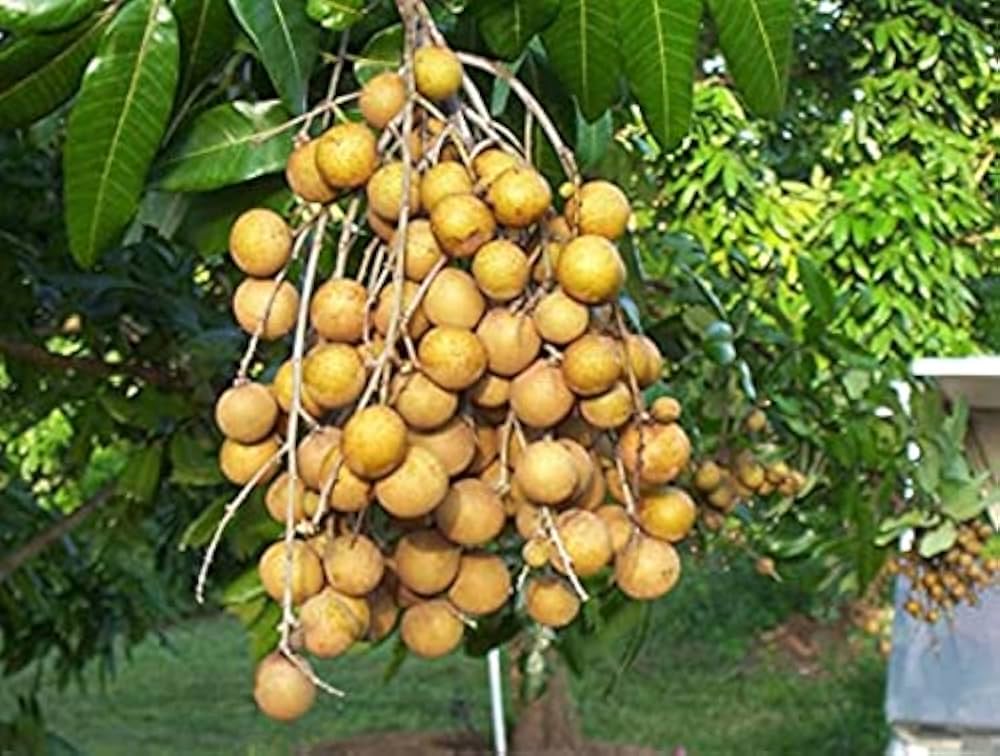 Yellow Longan tree growing from Dimocarpus seeds