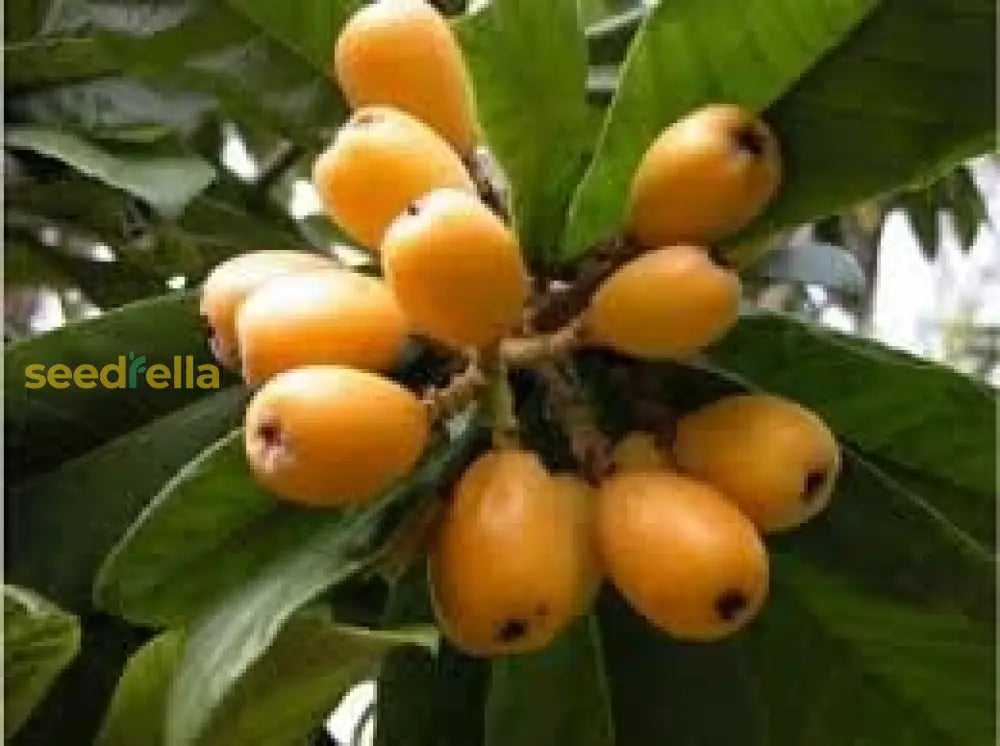 Yellow Loquat Fruit Seeds Planting Guide