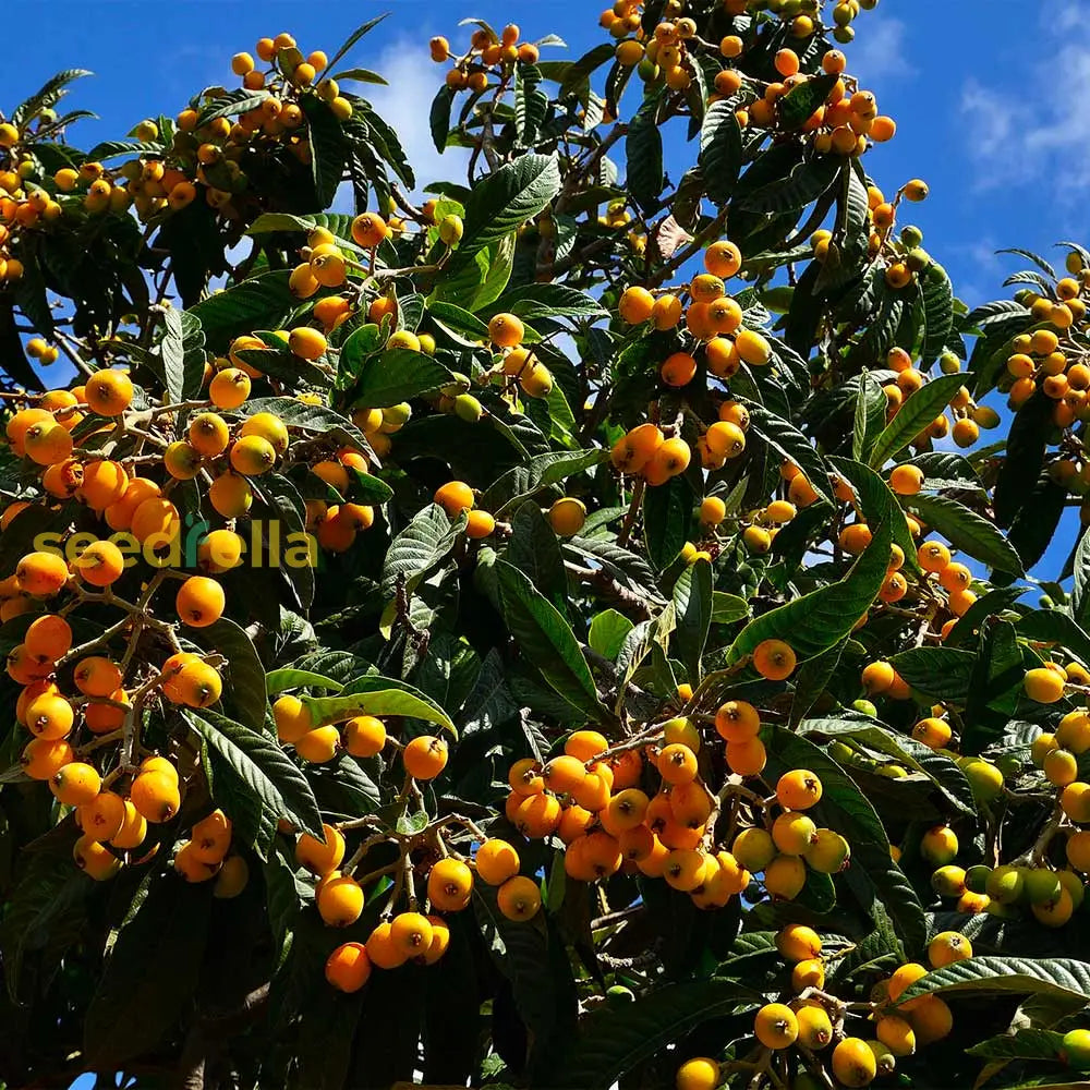 Yellow Loquat Fruit Seeds Planting Guide