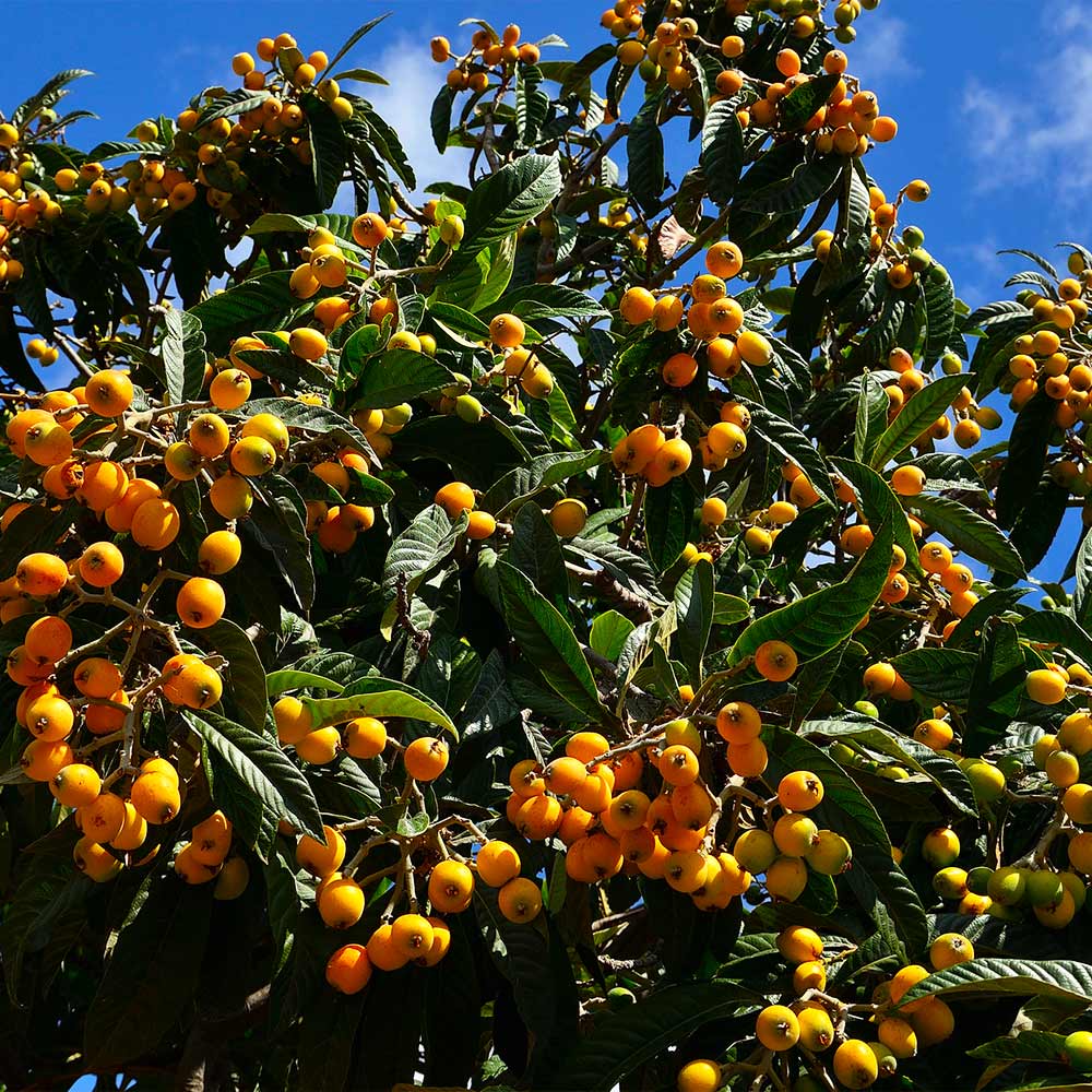 Yellow Loquat seeds for planting tropical fruit trees