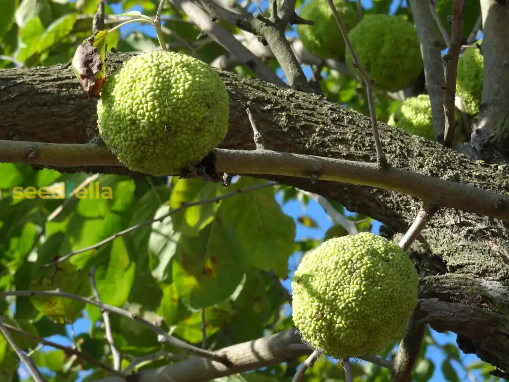 Yellow Maclura Fruit Seeds Planting