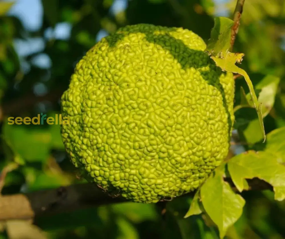 Yellow Maclura Fruit Seeds Planting