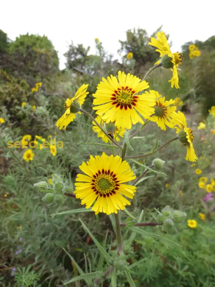 Yellow Madia Elegans Flower Seeds Planting