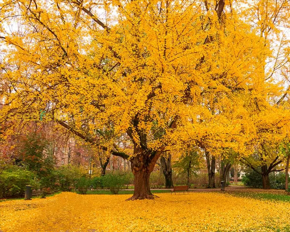 Yellow Maidenhair Tree Seeds Planting Tips