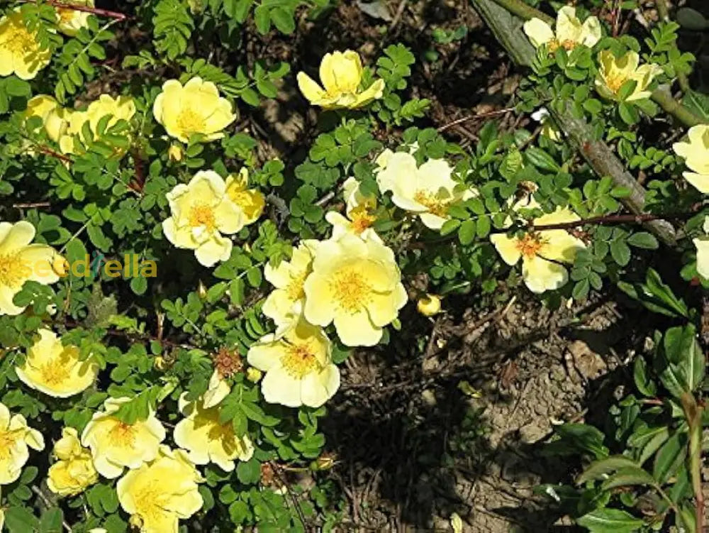 Yellow Manchu Rose Flower Seeds Planting