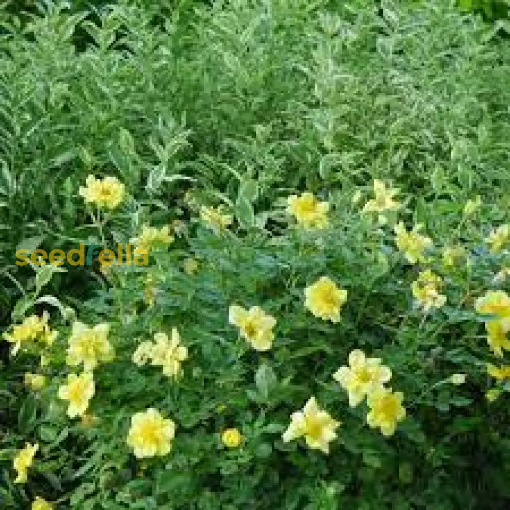 Yellow Manchu Rose Flower Seeds Planting