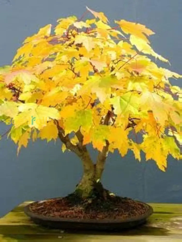 Yellow Maple Seeds For Bonsai Planting  Grow Your Own Tree! Plant Seed