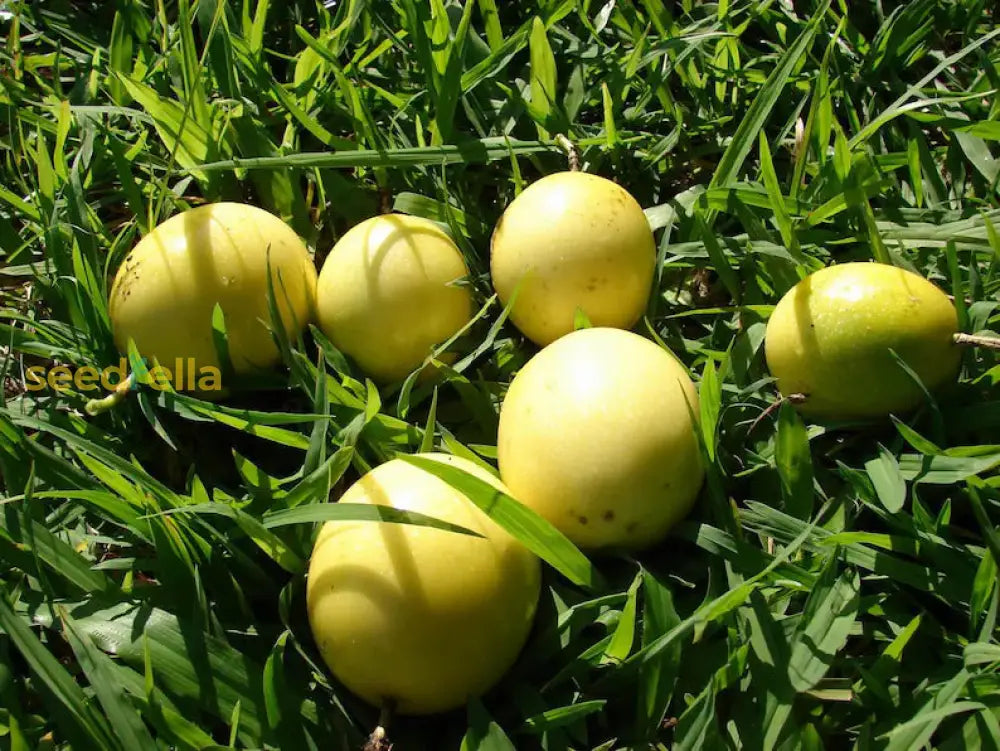 Yellow Maracuja Fruit Seeds Planting