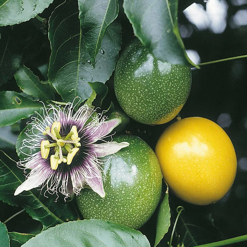Yellow maracuja passion fruit seeds for planting tropical gardens