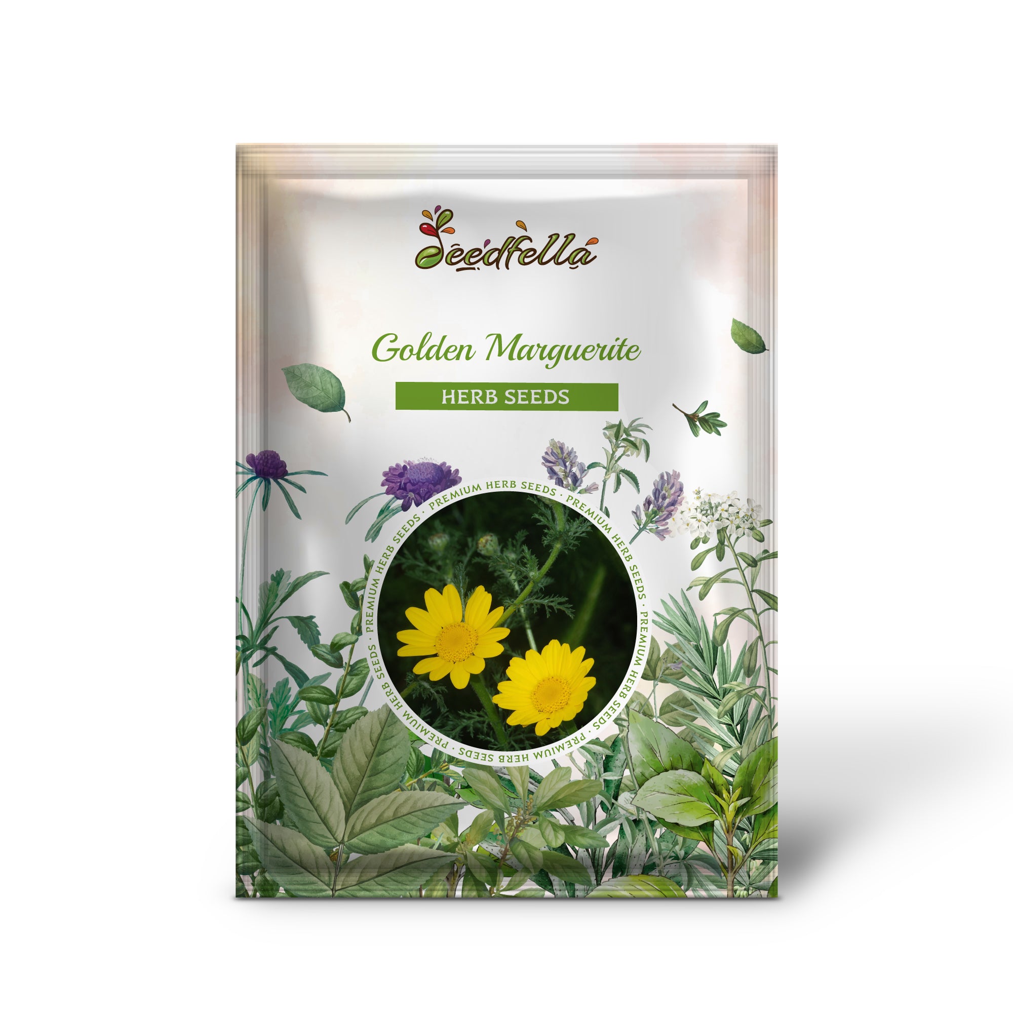 Anthemis tinctoria yellow daisy blooms grown from seeds