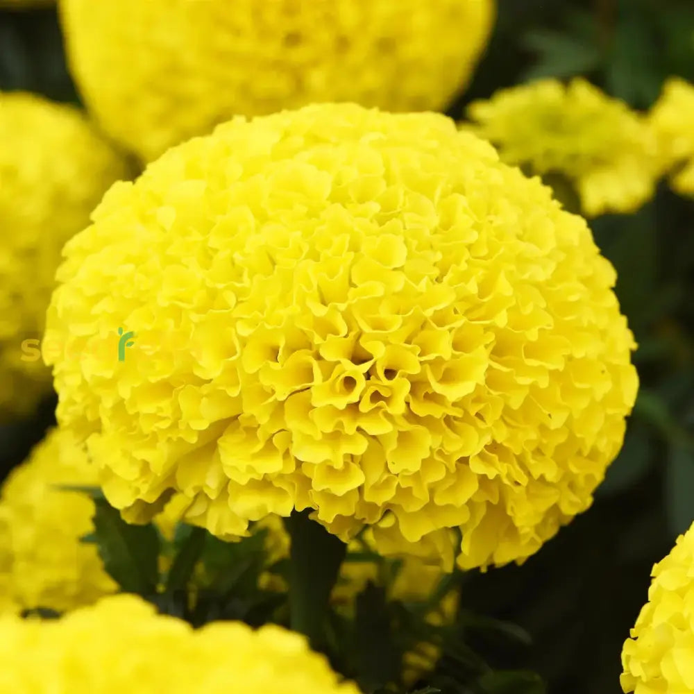 Yellow Marigold Flower Seeds For Vibrant Planting And Gardening