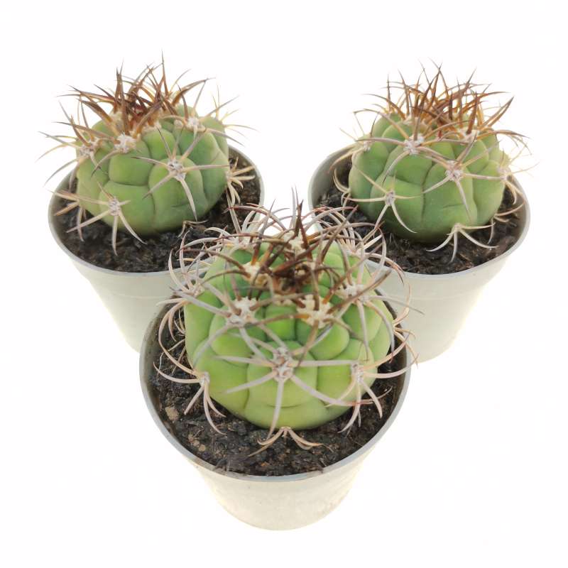 Yellow Marquezii Plant Seeds for sunny garden beds