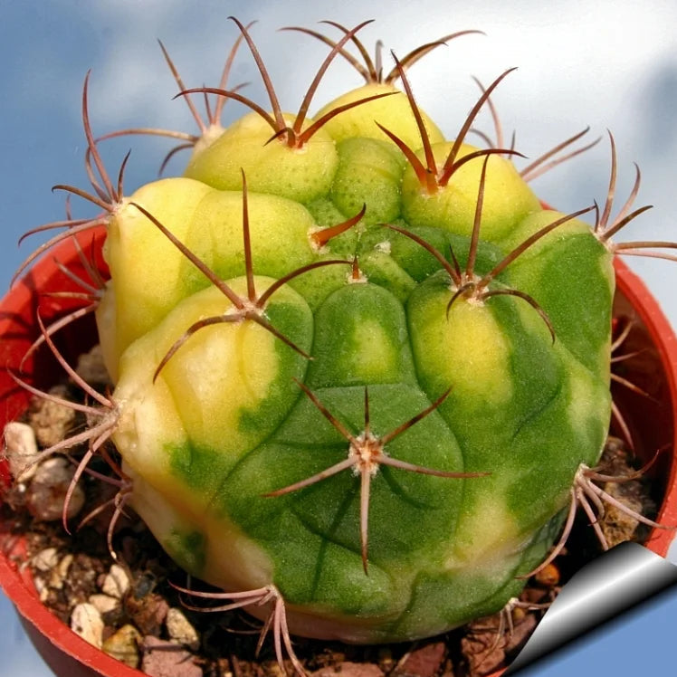 Yellow Marquezii Seeds for vibrant garden planting