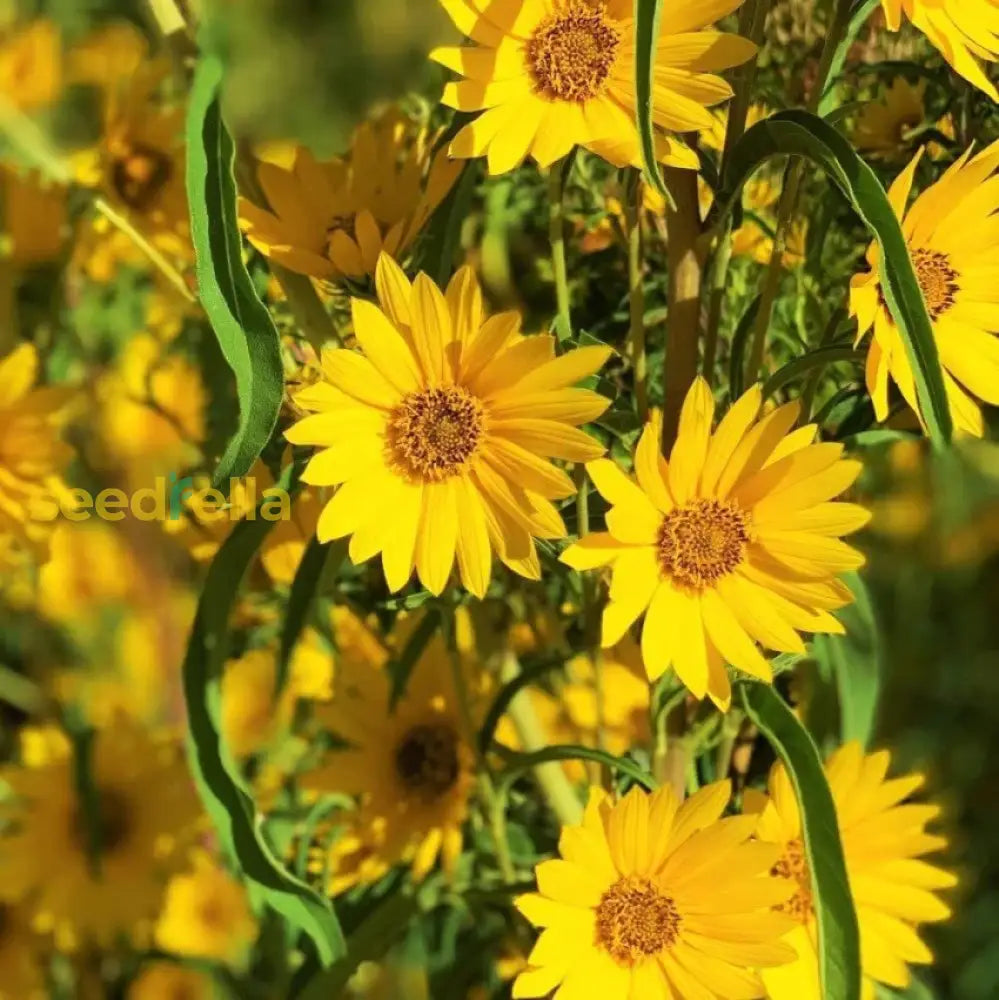 Yellow Maximiliani Flower Seeds Planting