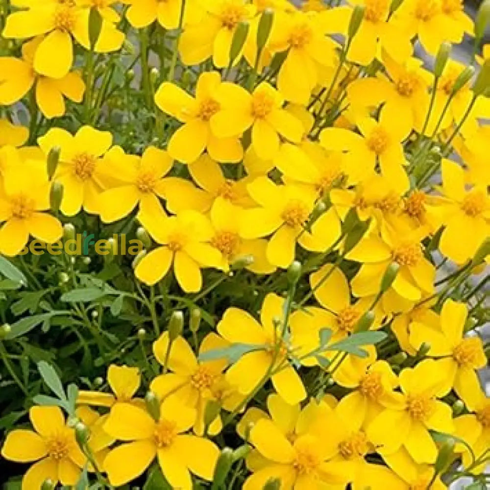 Yellow Mexican Tarragon Flower Seeds Planting