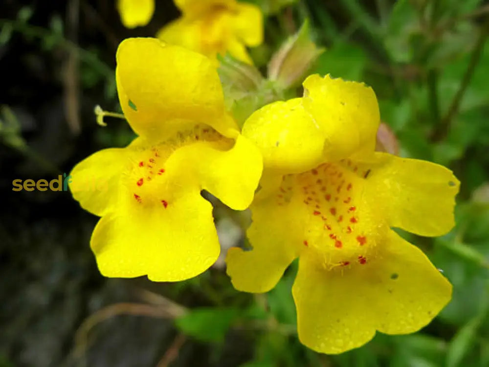 Yellow Mimulus Guttatus Flower Seeds Planting Tips