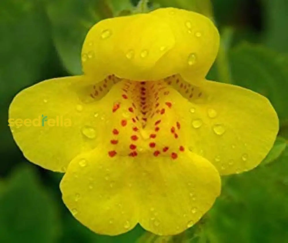 Yellow Mimulus Guttatus Flower Seeds Planting Tips