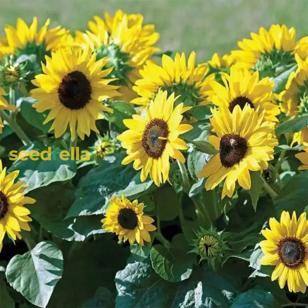 Yellow Mini Sunflower Seeds For Planting  Perfect Garden Growth Flower