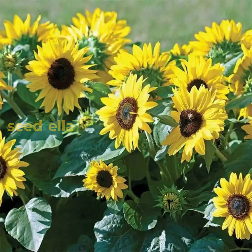 Yellow Mini Sunflower Seeds For Planting  Perfect Garden Growth Flower