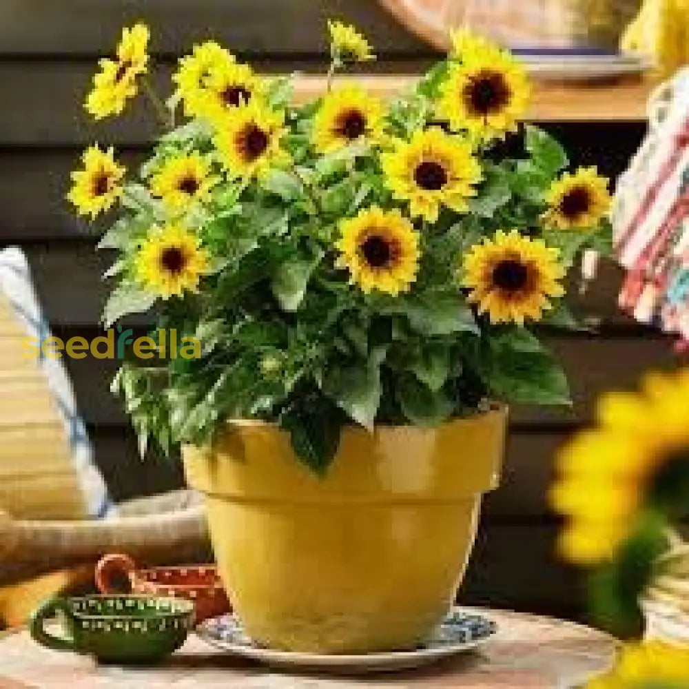 Yellow Mini Sunflower Seeds For Planting  Perfect Garden Growth Flower