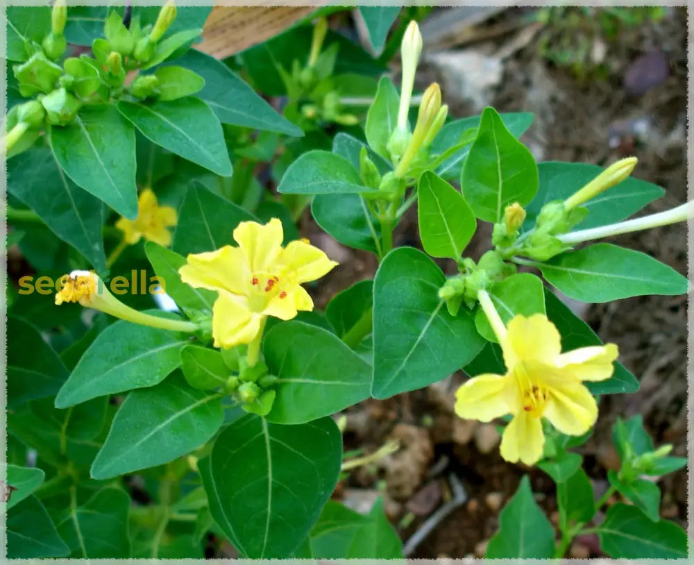 Yellow Mirabilis Flower Seeds Planting Bright