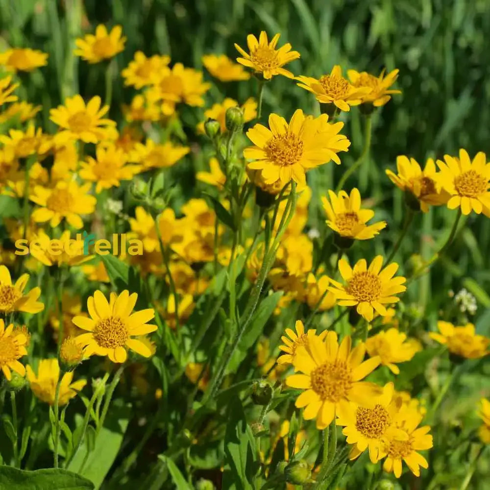 Yellow Mountain Arnica Flower Planting Seeds