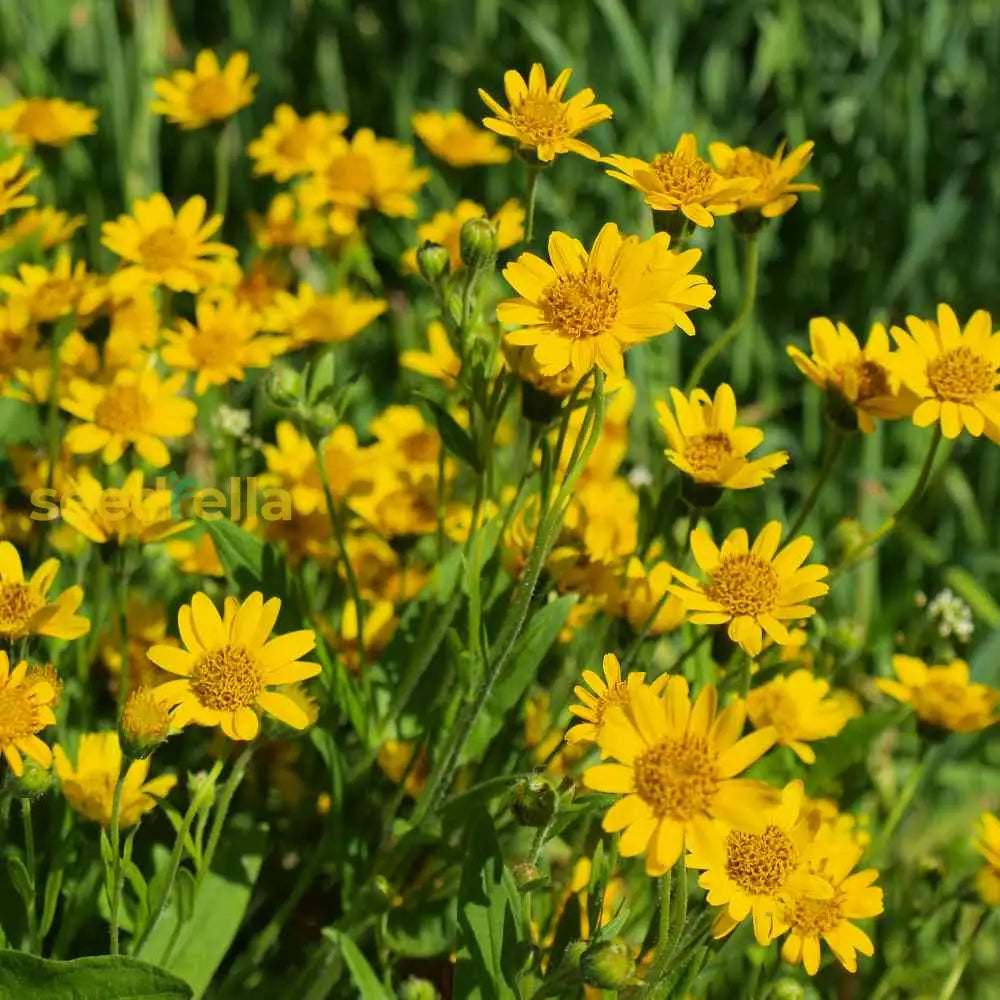 Yellow Mountain Arnica Flower Planting Seeds