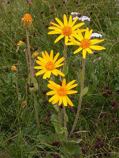Yellow Mountain Arnica wildflower seeds