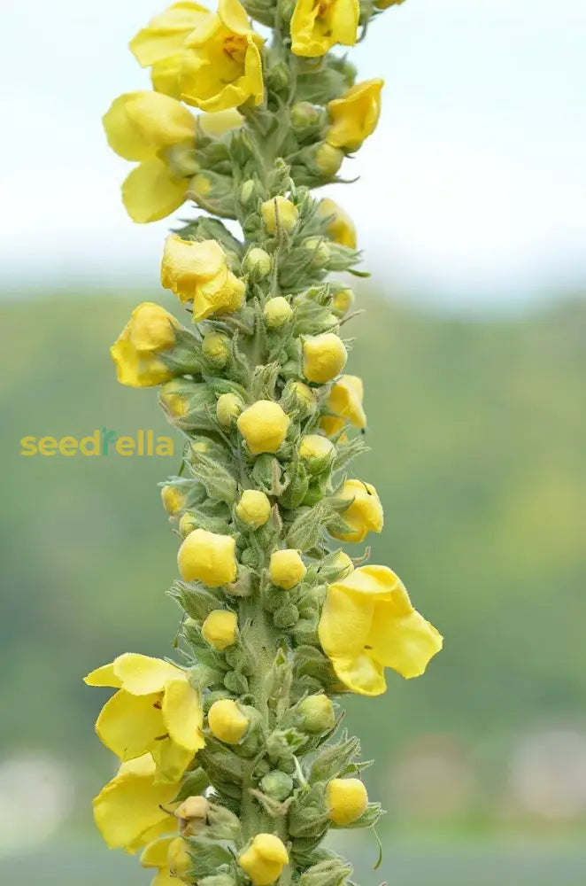 Yellow Mullein Seeds: Essential Planting Tips Plant Seeds