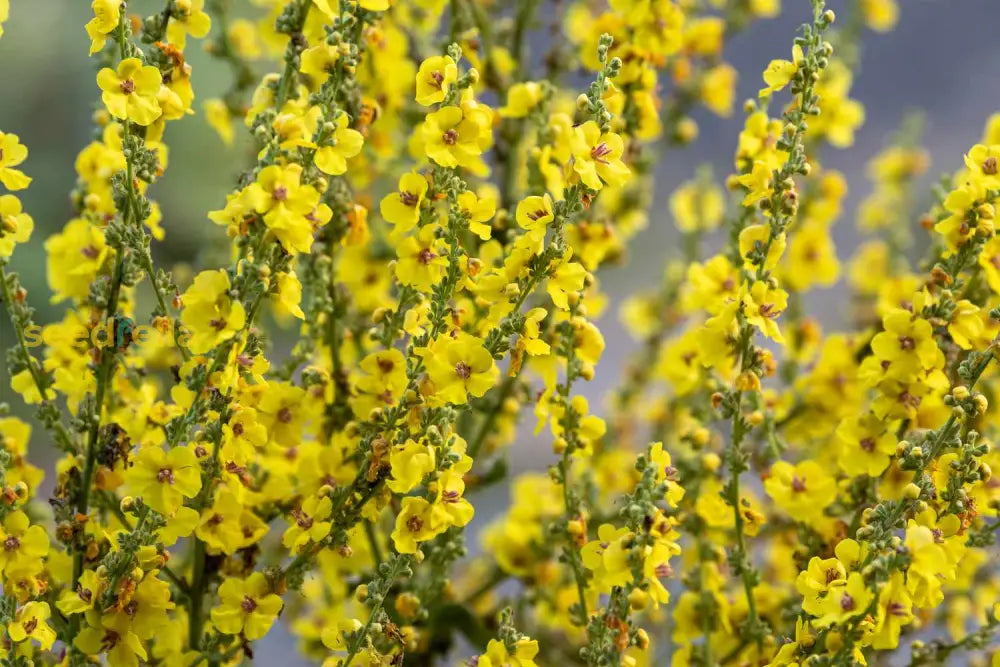 Yellow Mullein Seeds: Essential Planting Tips Plant Seeds