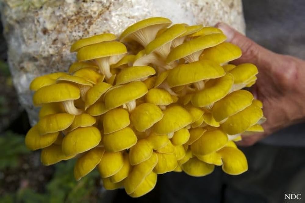 Non GMO yellow mushroom seeds for planting