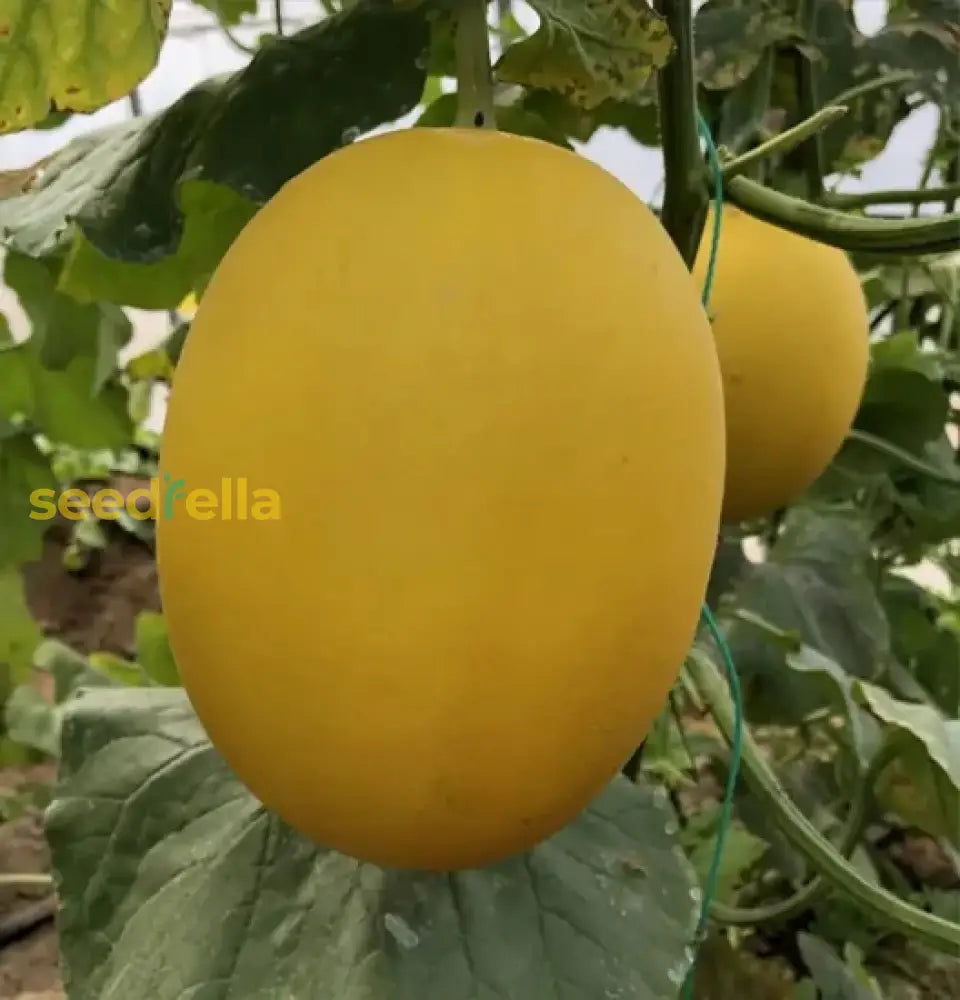 Yellow Muskmelon Fruit Planting Seeds