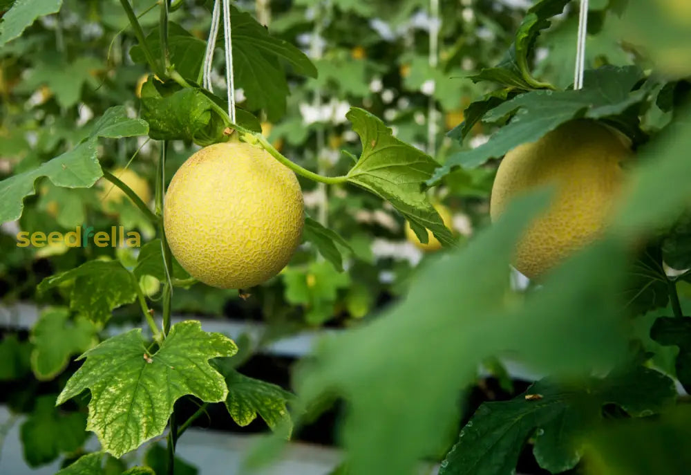 Yellow Muskmelon Fruit Planting Seeds