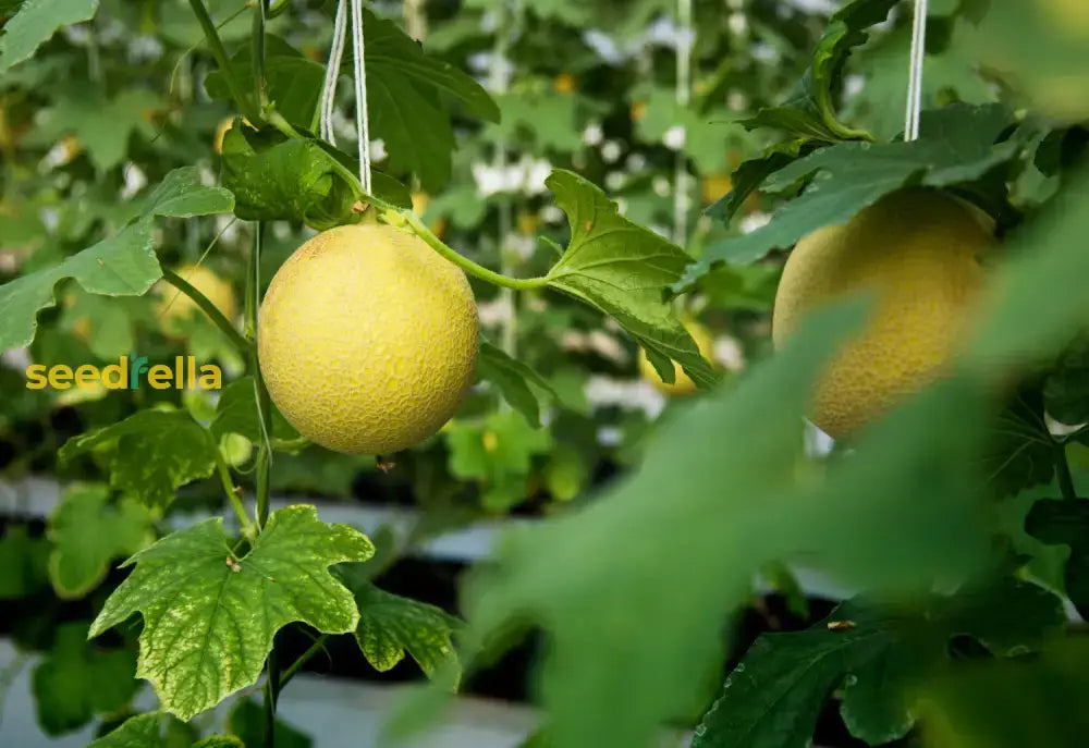 Yellow Muskmelon Fruit Planting Seeds