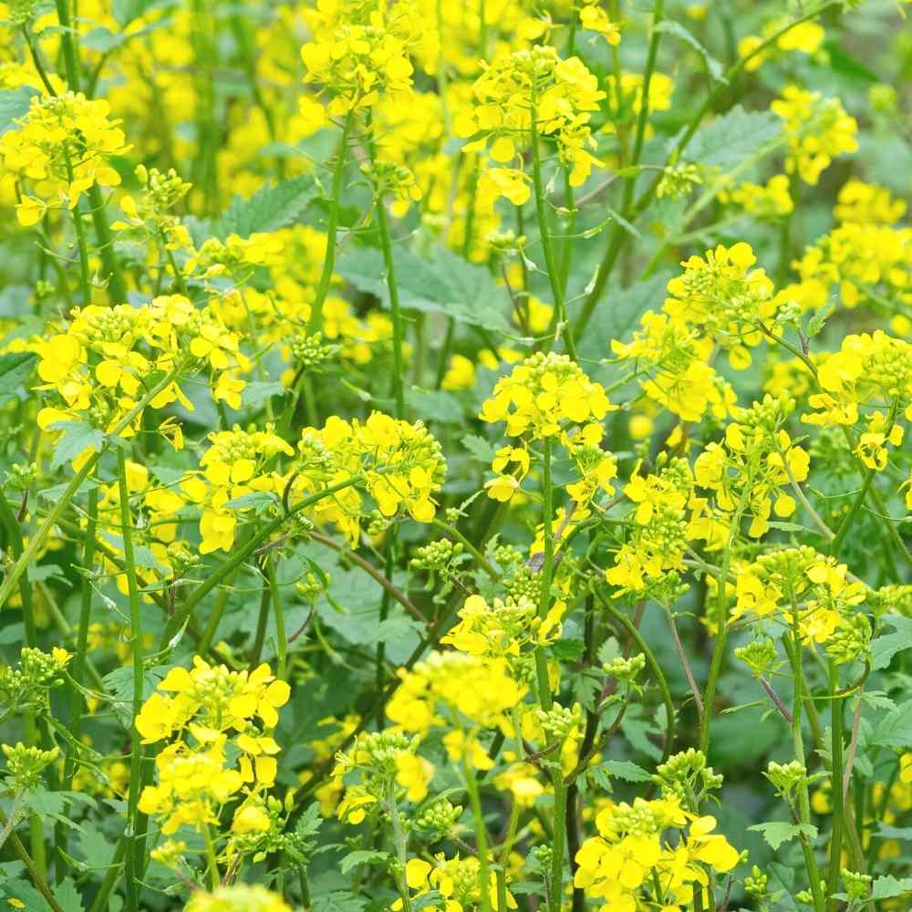 Yellow Mustard flowering plant ready for seed production