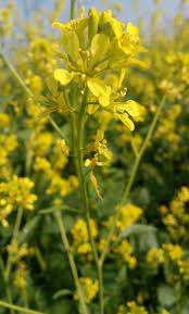 Young Yellow Mustard greens growing in garden bed