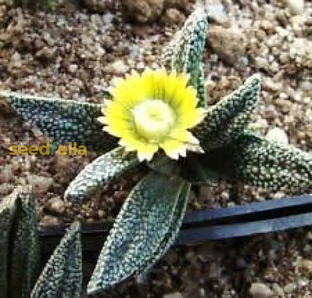 Yellow Nananthus Plant Seeds Planting