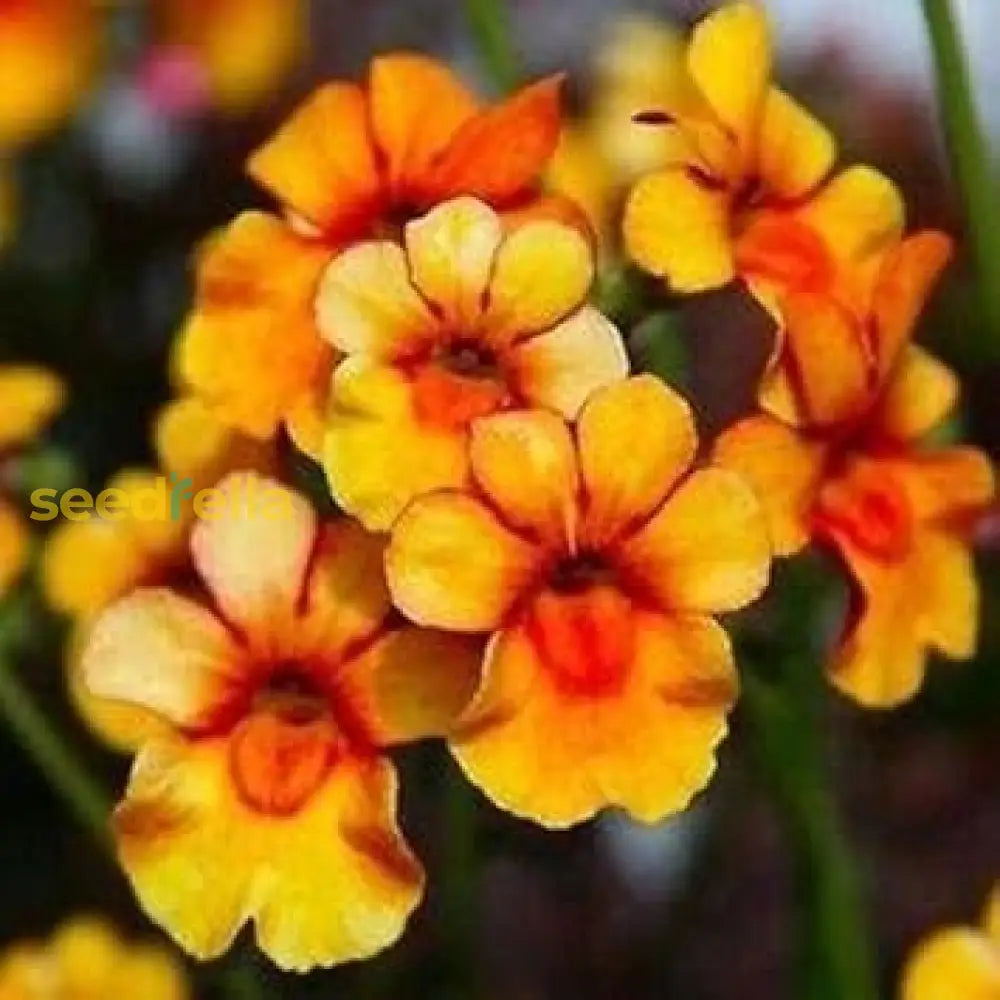 Yellow Nemesia Flower Seeds Planting