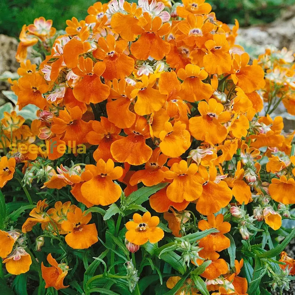 Yellow Nemesia Flower Seeds Planting