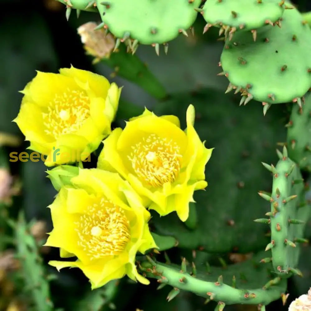 Yellow Opuntia Macrorhiza Planting Seeds