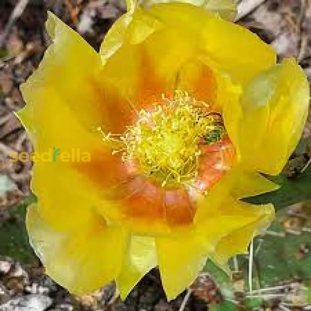 Yellow Opuntia Macrorhiza Planting Seeds