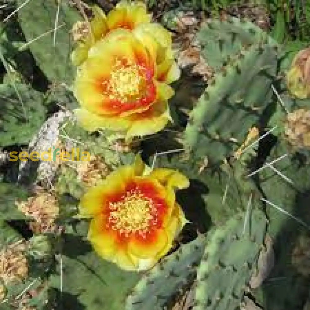 Yellow Opuntia Plant Seeds Planting