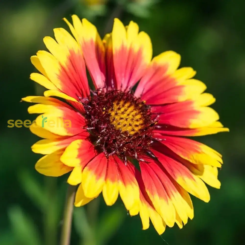 Yellow Orange Aristata Flower Seeds For Planting